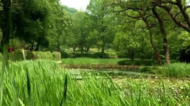 与韩国植物园荷叶池塘视频