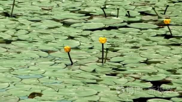 与韩国植物园荷叶池塘视频