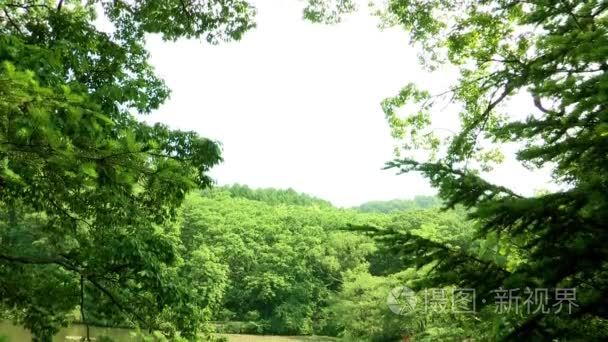 景观的池塘里植物园在韩国视频