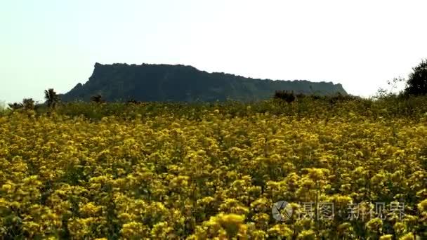 花场和济州岛山视频