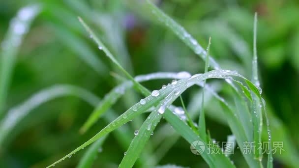 小草上的小雨滴