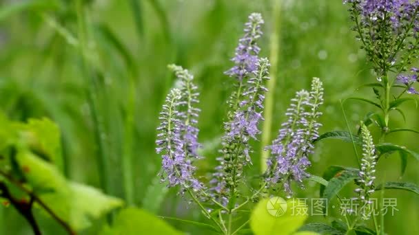 雨滴落在青草和花朵上视频