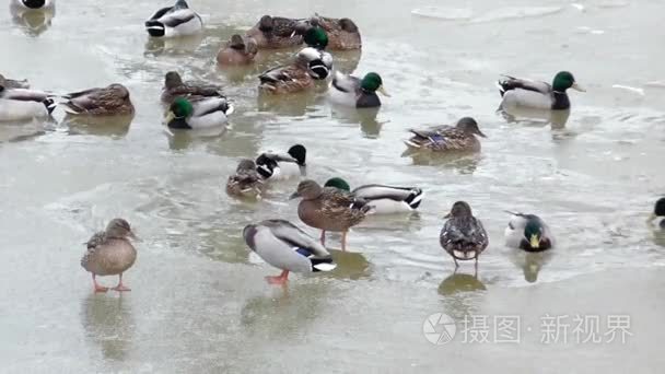 冬季未解冻水中的野鸭
