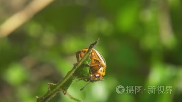 科罗拉多马铃薯甲虫吃土豆视频