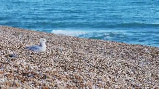 海鸥在圆石滩