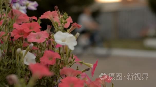 七彩花朵的花坛视频