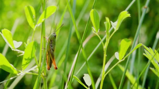 蚱蜢跳从草,慢动作 500 帧/秒