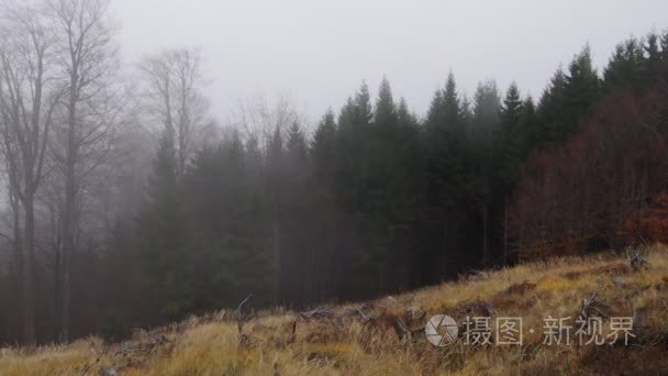 风在树林里的草地上的薄雾视频