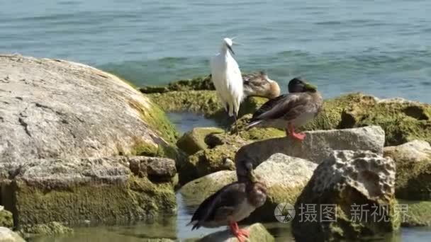 苍鹭和鸭湖岩石上视频