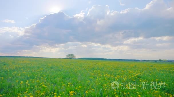 黄色开花场对夏季时间视频