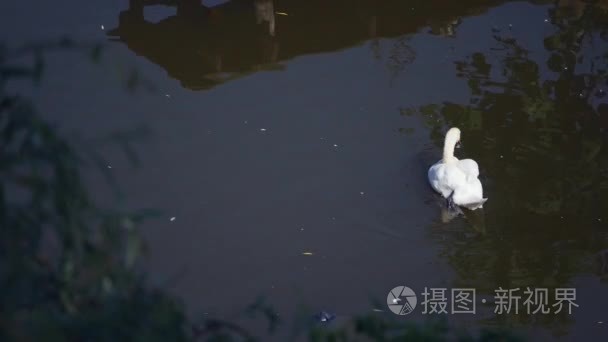 单一的白色天鹅游昏暗的水中湖视频