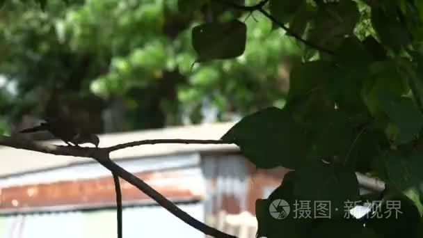 树枝上珠颈斑鸠视频