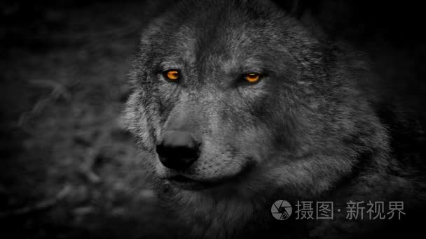 狼侧视图用炯炯发光的眼睛抽象视频