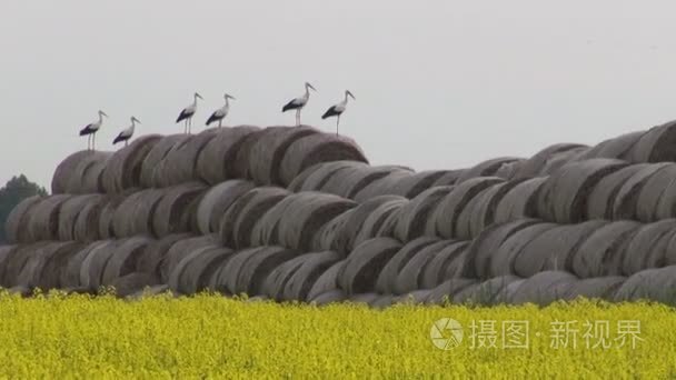 在农田秸秆栈集团白鹳视频