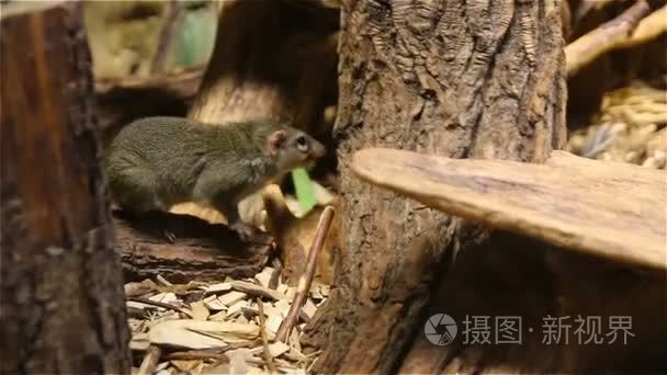 蛋白 tupayya 鼩寻找食物。在自然栖息地