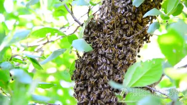 在梅花树上的蜜蜂群视频