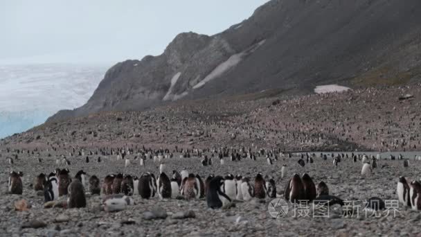 一群企鹅在南极山脉附近。安德列耶夫