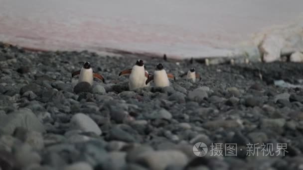 一群企鹅沿着鹅卵石在夕阳的光线。安德列耶夫