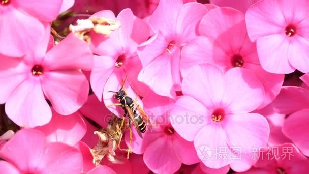 黄蜂对粉红色夹竹桃花视频