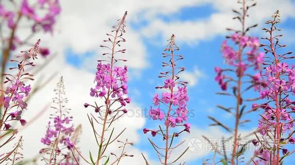 花柳茶对天空背景视频