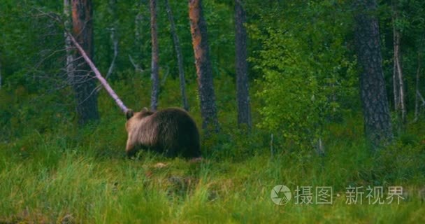 野生的年轻棕色的熊，走在森林里寻找食物