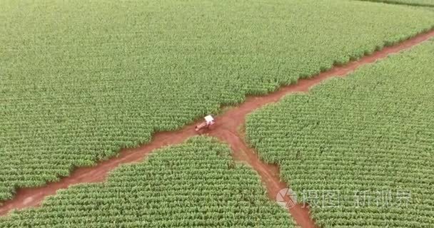 玉米地里种植玉米鸟瞰图视频