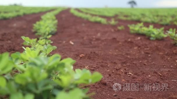 花生种植叶子视频