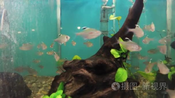 水生装饰鱼缸视频