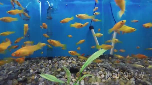水生装饰鱼缸视频