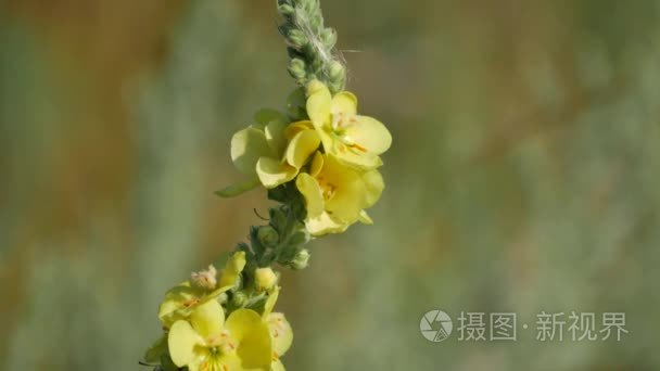 欧洲野生动物视频