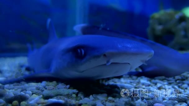 鲨鱼在水族馆在水中。鱼掠夺者鲨鱼海洋