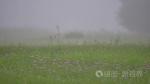 农村的春天风景