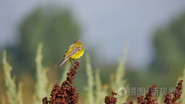 在欧洲的野生动物视频