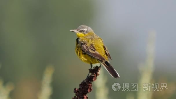 在欧洲的野生动物视频