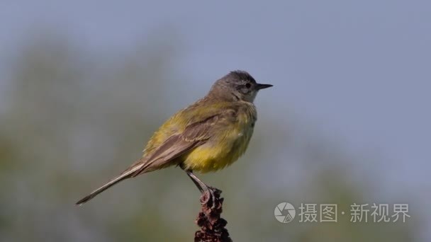 在欧洲的野生动物视频