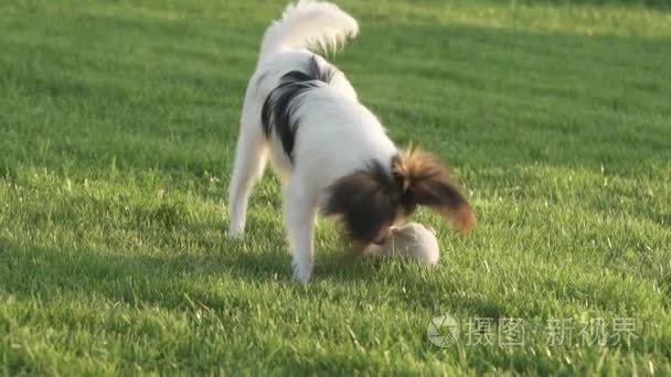 巴比龙大陆玩具犬小狗蝴蝶大陆玩具猎犬小狗玩毛绒老鼠在绿色的草坪慢动作素材视频