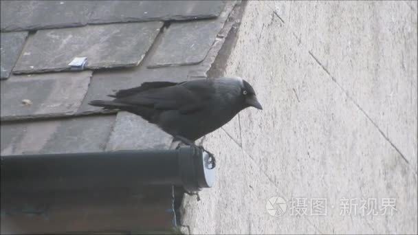 寒鸦栖在房子装订线在雨中视频