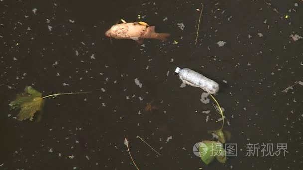 死鱼和废弃物在河环境灾害视频