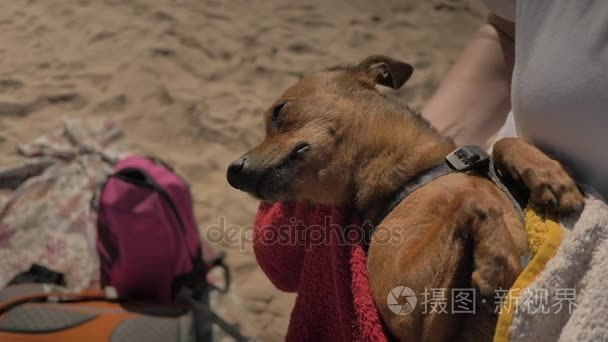 女孩玩在海边的小狗视频