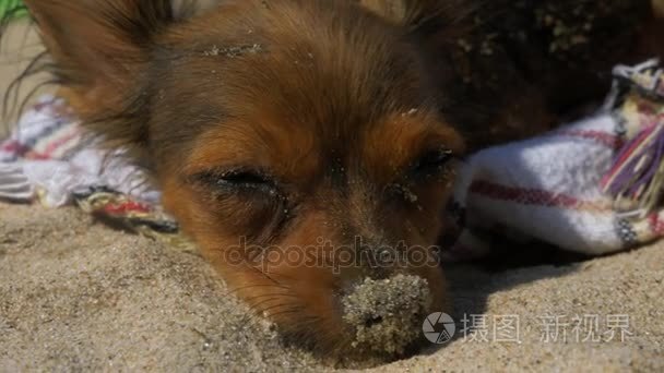 小猎犬在沙子里游泳游完泳后视频