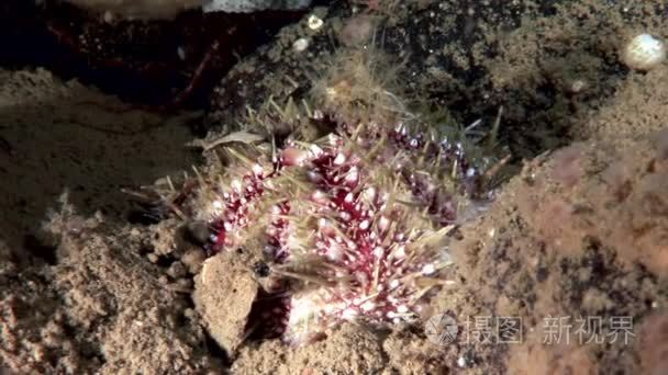 海胆水下海底的海洋生物的生存视频