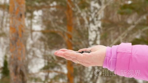 鸟在女性手吃种子视频