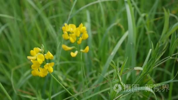 茂盛的草地野生花卉在草地上。高清视频素材静态摄像机。山黧豆禾