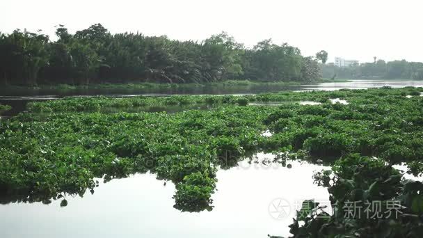 水葫芦覆盖泰国的一条河流视频