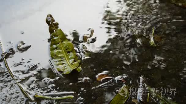 干芒果叶掉在水泥地上与雨声视频