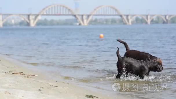 两个性格开朗的棕色拉拉玩水视频