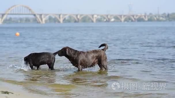 两个性格开朗的棕色拉拉玩水视频