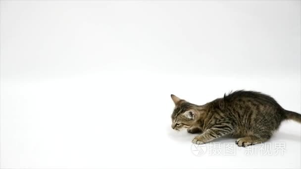 猫跳上一个白色的背景，对相机慢动作