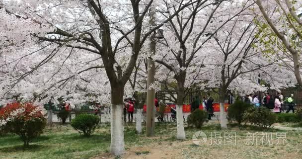 中国Apr 09，20174 k 游客查看樱花，樱桃花开在青岛公园里，中国的节日