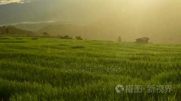 水稻提起，禁止 Pa 奉平凉山部落村庄，清迈泰国